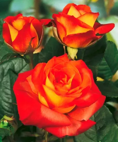 Róża wielkokwiatowa 'France Libre®'