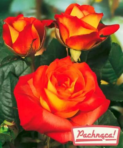 Róża wielkokwiatowa &#039;France Libre®&#039;