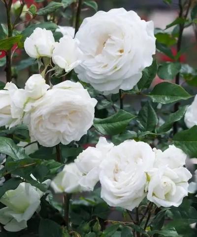 Růže  Hybridy Tea &#039;Claus Dalby&#039;
