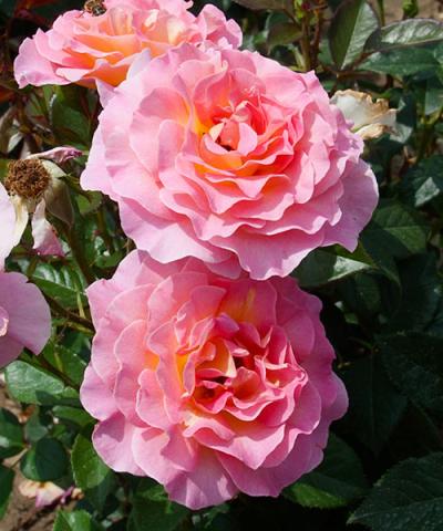 Róża wielkokwiatowa &#039;Pink Paradise®&#039;