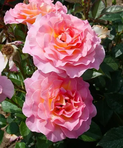 Róża wielkokwiatowa 'Pink Paradise®'