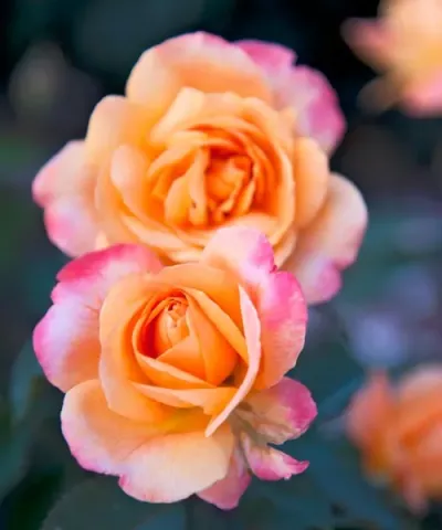 Róża wielkokwiatowa 'Orientalia®'
