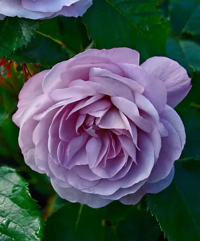 Róża wielkokwiatowa &#039;Lady Perfume&#039;