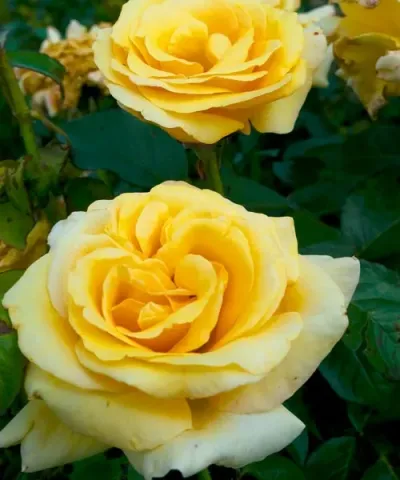 Róża wielkokwiatowa 'Glorius'