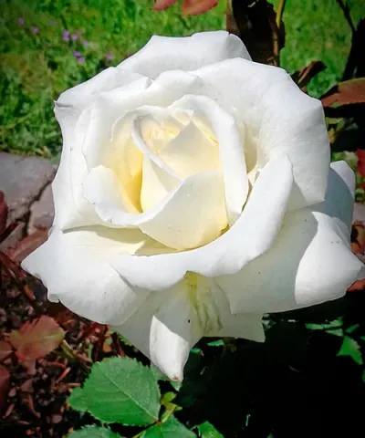 Róża wielkokwiatowa 'Papież Jan Paweł II®'