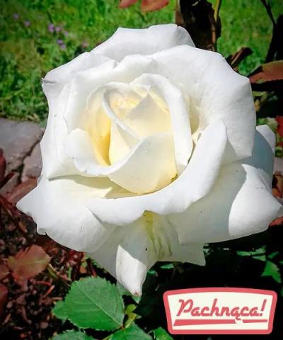 Róża wielkokwiatowa &#039;Papież Jan Paweł II®&#039;