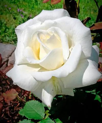 Róża wielkokwiatowa &#039;Papież Jan Paweł II®&#039; - pienna