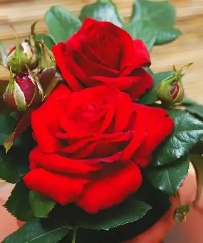 Růže 'Agnes Baltsa'