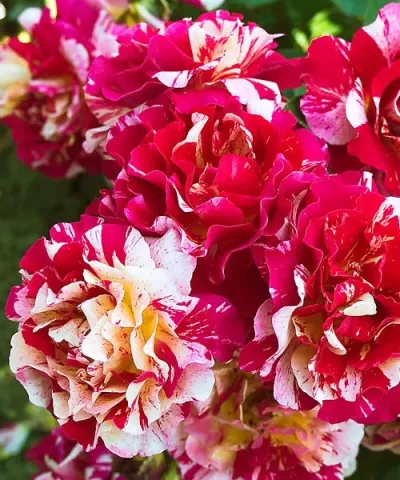 Růže &#039;Maurice Utrillo®&#039; - voňavá