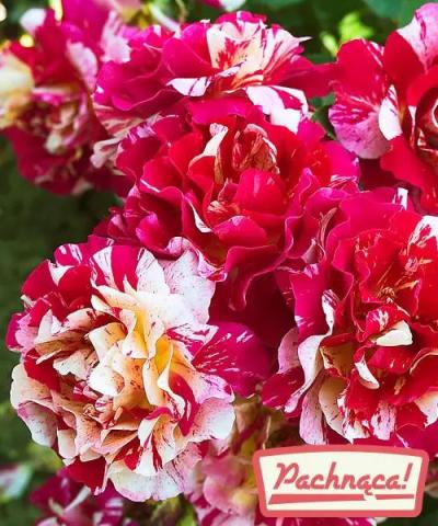 Róża wielkokwiatowa &#039;Maurice Utrillo®&#039;