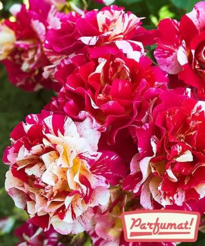 Trandafir &#039;Maurice Utrillo®&#039;