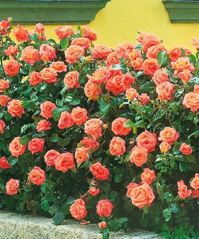 Róża rabatowa &#039;Dr. Waldheim®&#039;
