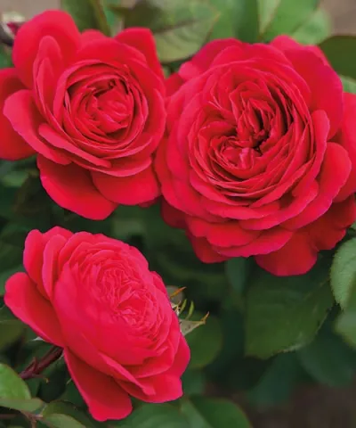 Ruža 'André Rieu™'