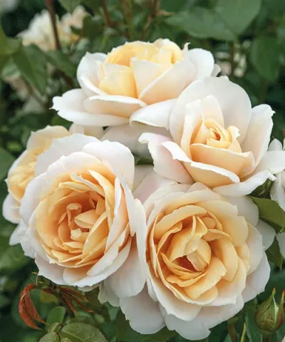 Ruža 'Lions-Rose®'