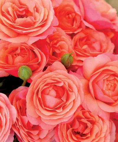 Růže 'Coral Lions Rose®' Růže 'Coral Lions Rose®'