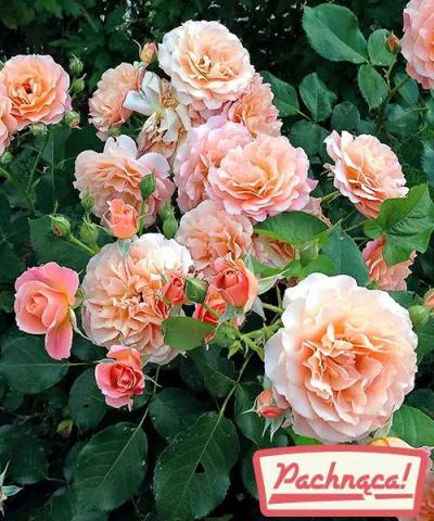 Róża rabatowa &#039;Bordüre Apricot®&#039;