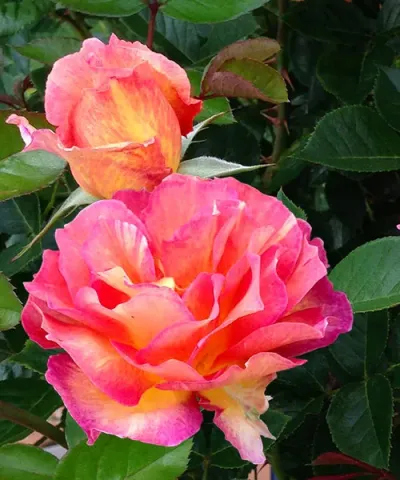 Róża rabatowa 'La Parisienne®'
