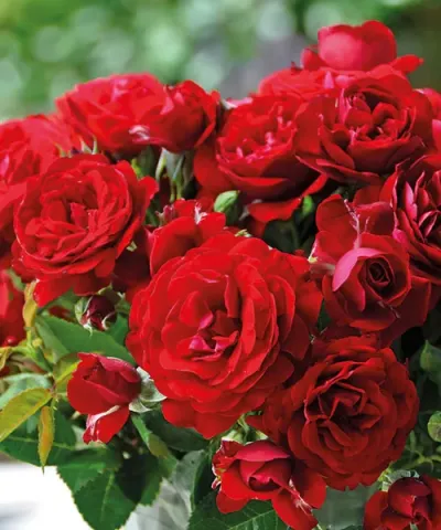 Róża rabatowa 'Anna Rosita'