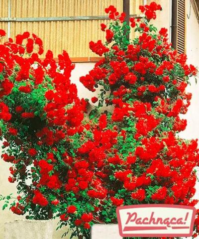 Róża pnąca &#039;Gruss an Heidelberg®&#039;