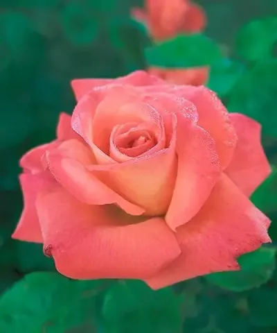Růže 'Christoph Columbus®'