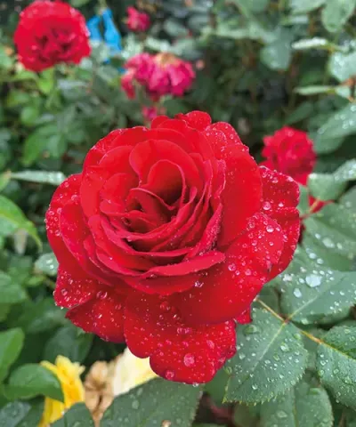 Růže 'Lady in red™'