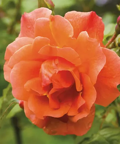 Róża pnąca 'Westerland'
