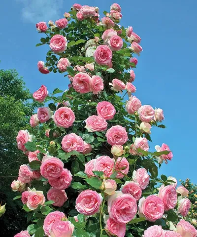 Růže 'Eden Rose®' - voňavá