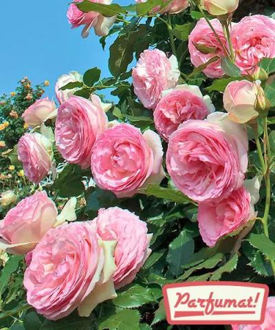 Trandafir &#039;Eden Rose®&#039;