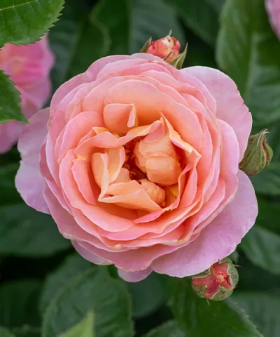 Edelrose 'Dornburger Schlossrose®'