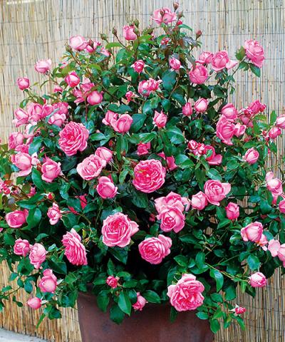 Róża parkowa &#039;Emilia Maria&#039;