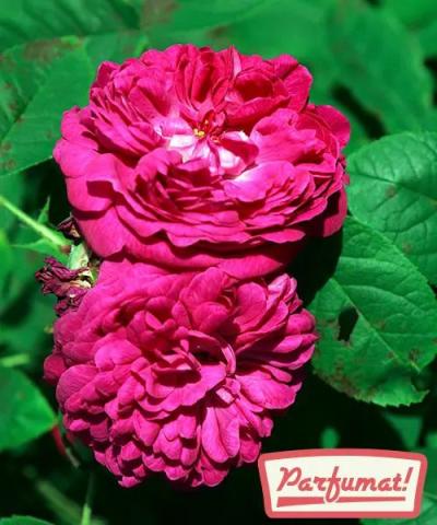 Trandafir &#039;Rose de Resht&#039;