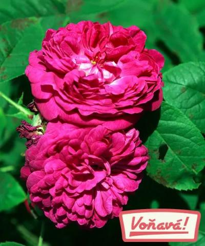 Damascénska ruža &#039;Rose de Rescht&#039;