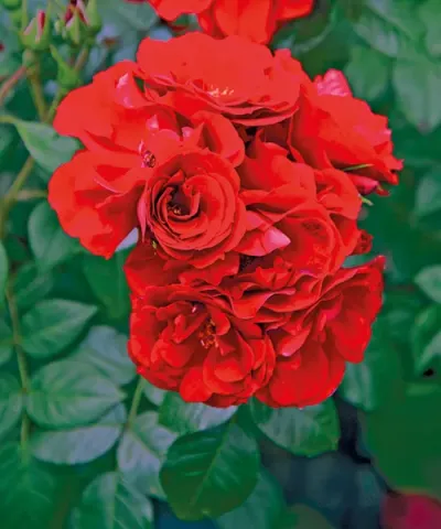 Půdopokryvná růže 'Matador®'