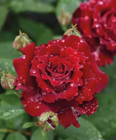 Magastörzsű rózsa 'Hommage a Barbara®'