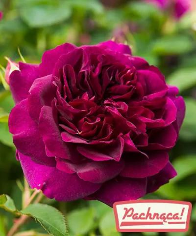 Róża David Austin &#039;Darcey Bussel&#039;