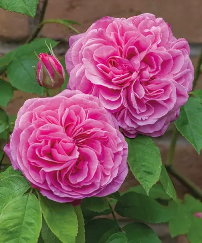 Róża David Austin 'Gertrude Jekyll®'