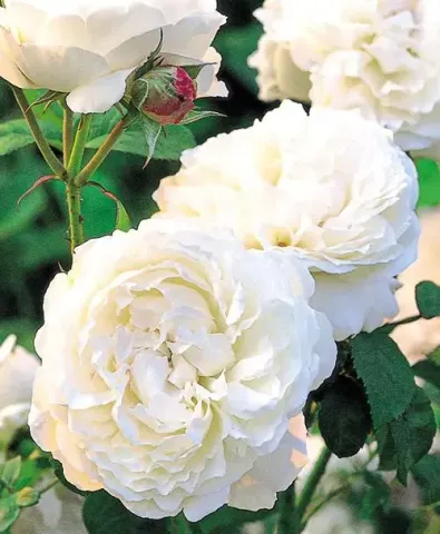 Englische Rose 'Winchester Cathedral®'