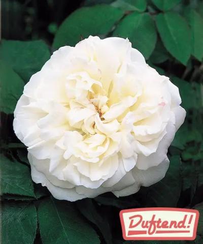 Englische Rose &#039;Winchester Cathedral®&#039;