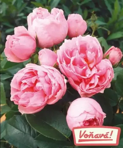 Růže 'Dames de Chenonceau'
