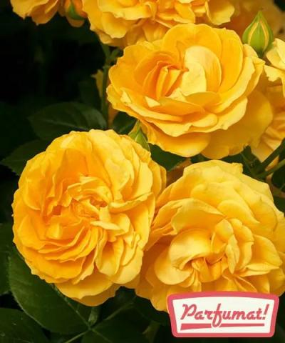 Trandafir &#039;Julia Child®&#039;