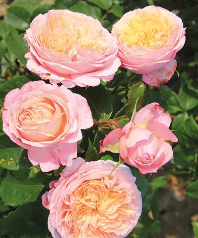 Nostalgische Rose &#039;Domaine de Chantilly®&#039;