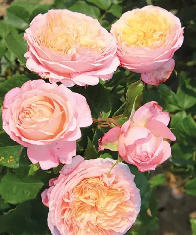 Nostalgische Rose 'Domaine de Chantilly®'
