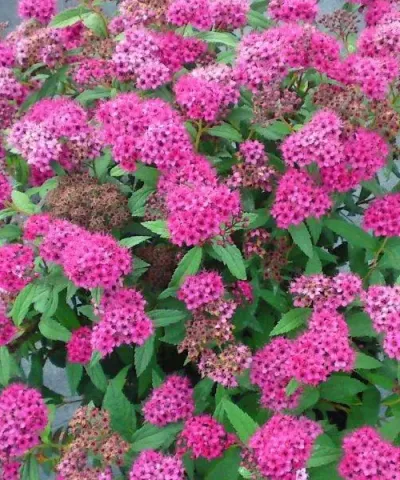 Japonský tavolník 'Neon Flash'