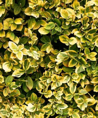 Bršlen Fortuneov 'Bicolor Magic'