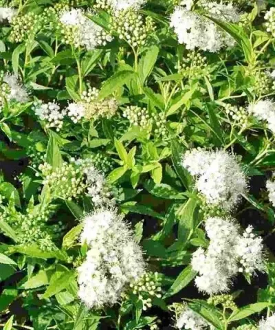 Tavolník japonský 'Albiflora'