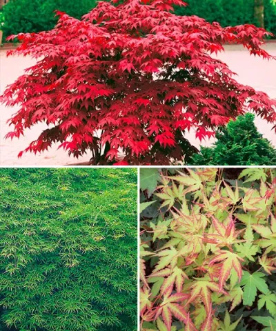 Javor dlaňovitolistý  'Atropurpureum'+'Katsura'+'Emerald Lace'