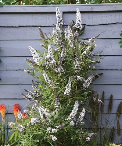 Budleja 'Butterfly Tower®' biała