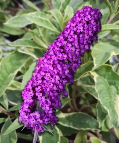 Komule Davidova 'Harlequin'