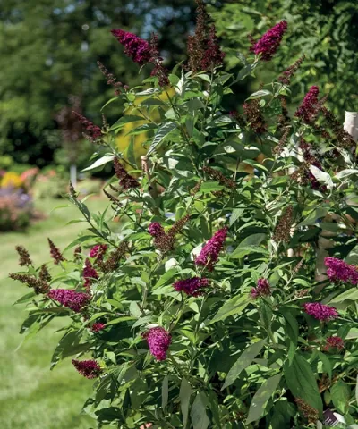Letný orgován 'Funky Fuchsia' Letný orgován 'Funky Fuchsia'
