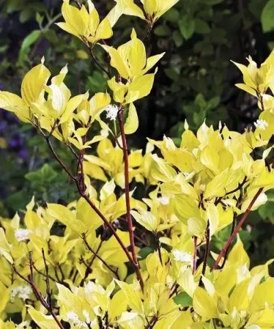 Svída bílá 'Aurea'